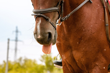 Horse in bridle shows tongue