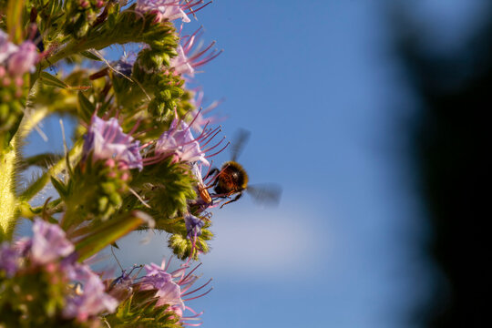 A fluffy bee feasting on nectar from an Echium pininana.Commonly known as the tree echium, pine echium, giant viper's-bugloss, or tower of jewels.