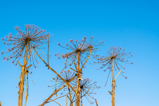 Dry stems of an umbrella plant on a background of blue sky. Dry umbrellas of Sosnovsky Hogweed.
