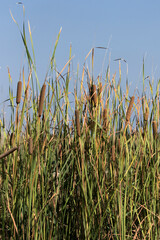 Reeds by an irrigation drainage canal