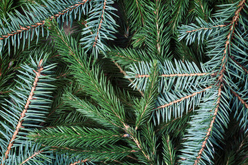 spruce branches close-up, natural background