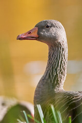 Greylag Goose head close-up (Anser anser)
