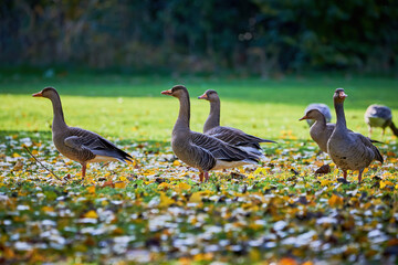 Greylag Geese on field in autumn season   (Anser anser)