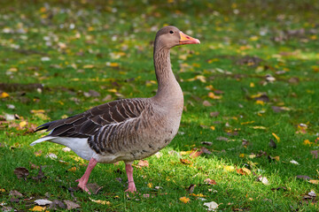 Naklejka na ściany i meble Greylag Goose on field in autumn (Anser anser)