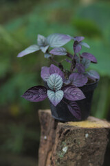 Red Flame Ivy (Hemigraphis colorata) with Purple and green leaves stock photo. Also called as...