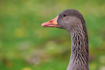 Greylag Goose head close-up (Anser anser)	