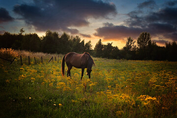 Brown horse on a field during a beautiful sunset.
