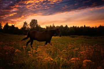 Brown horse on a field during a beautiful sunset.