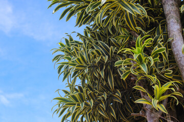Beautiful ornamental houseplant leaves with a clear blue sky background. Dracaena reflexa commonly...