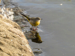 Grey wagtail