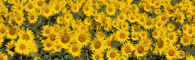 バナーサイズに切り抜いたヒマワリの花畑