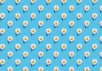 Pattern of white chamomile flowers on blue pastel background