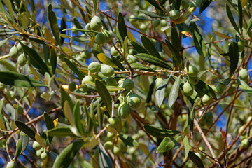 green olives on tree