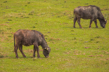 A herd of african buffalos eating grass patches on outdoor field in the nature