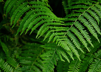 Fototapeta na wymiar background of two leaves of green fern