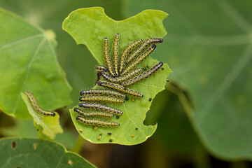 Cabbage White Butterfly Caterpillars on a Nasturtium leaf