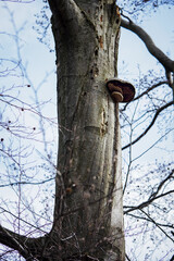 Inedible mushroom growing on a tree trunk.