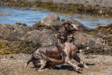 A wet Cocker Spaniel on the beach waiting for his ball