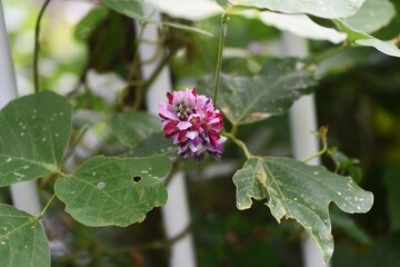 Kudzu flowers. Kudzu is a Fabaceae perennial vine plant that uses roots as ingredients and crude drugs in Japan. 