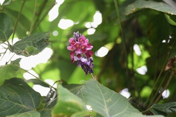 Kudzu flowers. Kudzu is a Fabaceae perennial vine plant that uses roots as ingredients and crude drugs in Japan. 