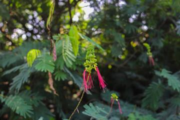 Calliandra calothyrsus with buds and open flowers. Its also known as Anneslea acapulcensis Britton and Rose, Calliandra acapulcensis, Calliandra confusa Sprague, red calliandra, or Kaliandra merah.