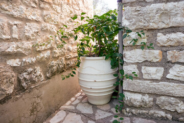 Fototapeta na wymiar Clay vase with green plants on floor in sunny summer Greek traditional yard with stone walls. Summer travel locations architecture details