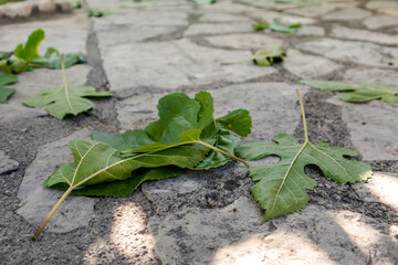 Green leaves close-up on stone tiling floor in Greek traditional yard. Summer travel locations architecture details