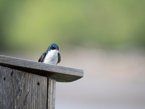 Adult Tree Swallow Sitting Atop a Nesting Box photographed in Great Falls, Montana with a shallow depth of field.