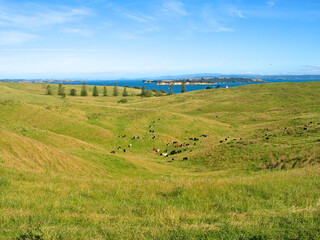 Obraz premium Cattle on Motutapu, Hauraki Gulf, New Zealand.