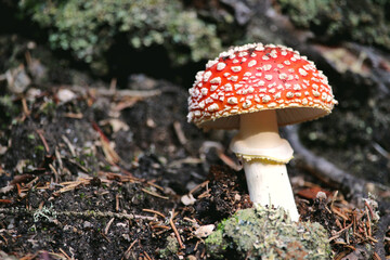 amanita muscaria fly mushroom