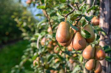 Closeup of group of ripe pears hanging on tree in soft sunlight