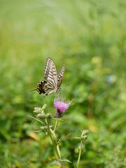 アザミにとまるアゲハ蝶