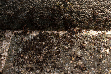 Ants on the ground
