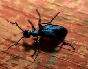 Close up of a Blue Beetle 
