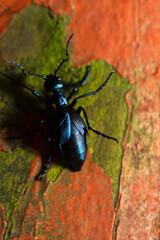 Blue Beetle on Wood 