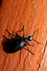 Blue bug on wood