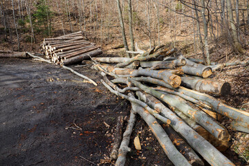 Fototapeta premium Stacked beech trunks in the forest by the road.