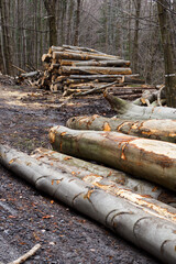 Stacked beech trunks in the forest by the road.