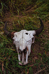 The Gunshot Wound In The Bison Skull