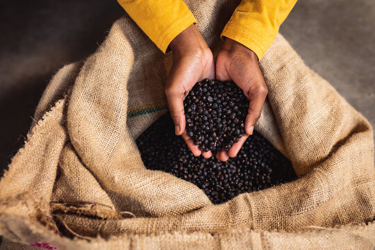 Close up view of hands holding juniper berries in sack at gin distillery