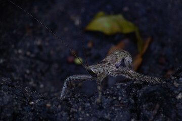 Wild insect