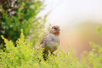 Mockingbird