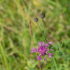 Pink flower in a green environment in summer