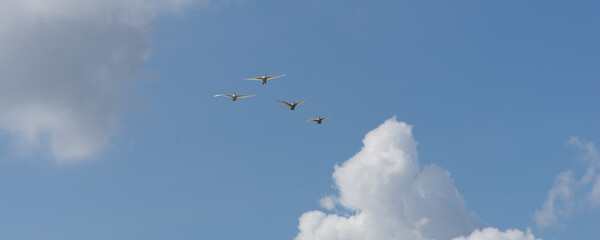 Group of swans flying formation; clouds and blue sky