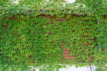 Background: green creeper on an old concrete stone wall	with wood planks