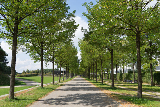 Green park landscape, walkway with deciduous trees nearby the trade fair in Munich in summer while the coronavirus pandemic, no people