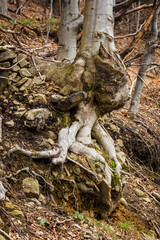 Exposed tree roots in a forest with a slight landslide.