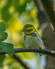 Fototapeta premium Green Warbler sits on branch