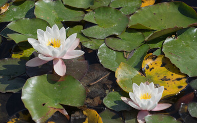 Closeup of white waterlily and lotus in the garden pond