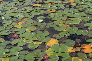 Closeup of white waterlily and lotus in the garden pond